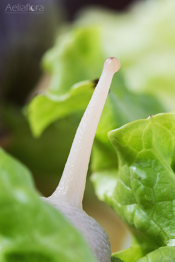 Photographie d'un Ommatophore, le tentacule portant l'oeil, organe de la vision chez l'escargot, chez un Lissachatina fulica