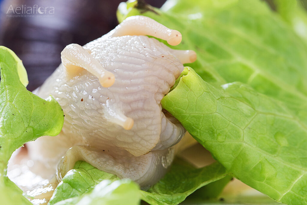 Portrait d'un Lissachatina fulica ployant ses tentacules visuels vers une feuille de salade pour la sentir.