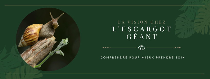 En tête de l'article - La vision chez l'escargot géant.