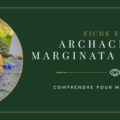 En tête de Fiche maintenance A. marginata grevillei