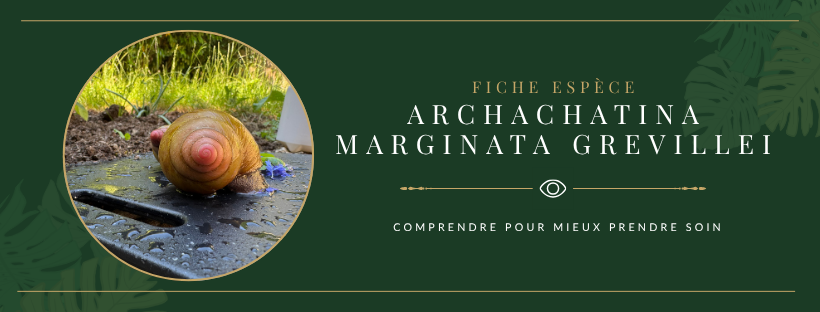 En tête de Fiche maintenance A. marginata grevillei